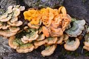 gele hersentrilzwam (Tremella aurantia) 10-2020 3743